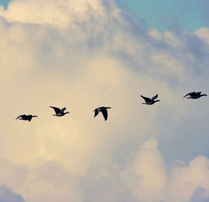 Beratung und Organisation